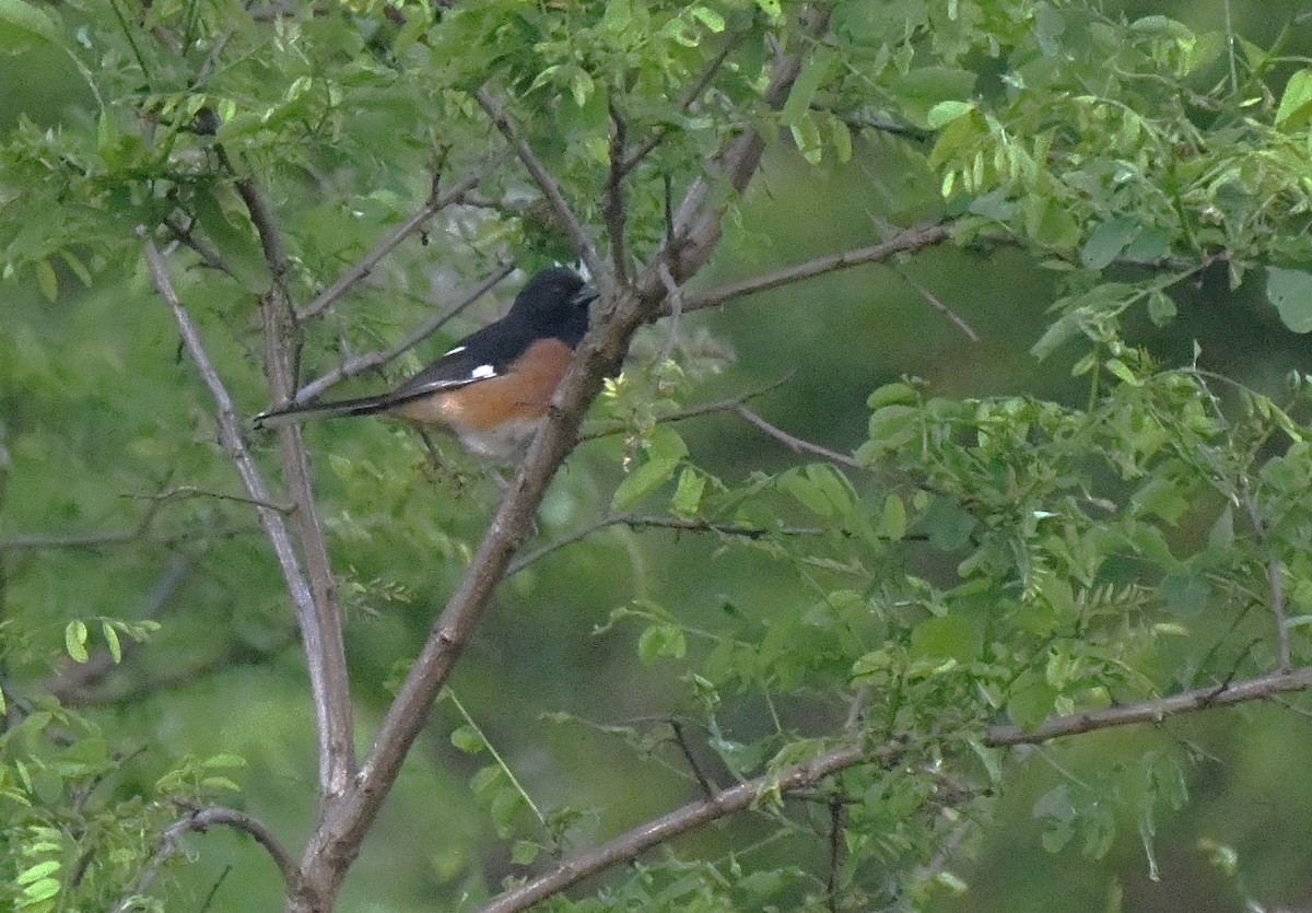 Eastern Towhee - Steve Drake