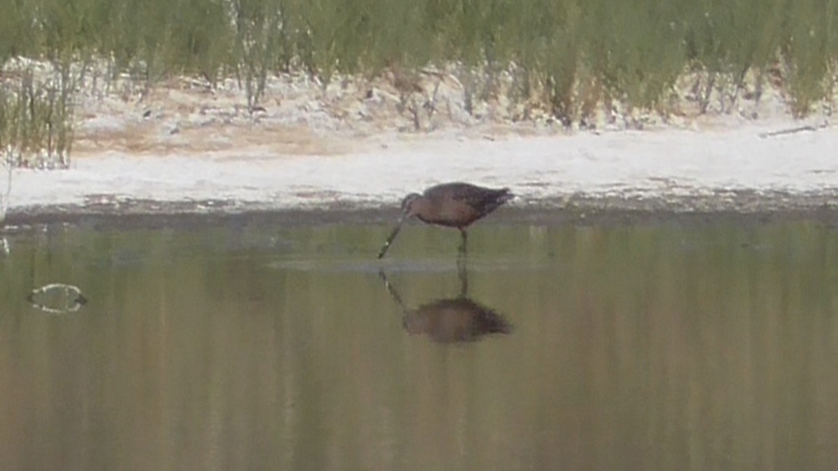 Long-billed Dowitcher - Bernard Morris