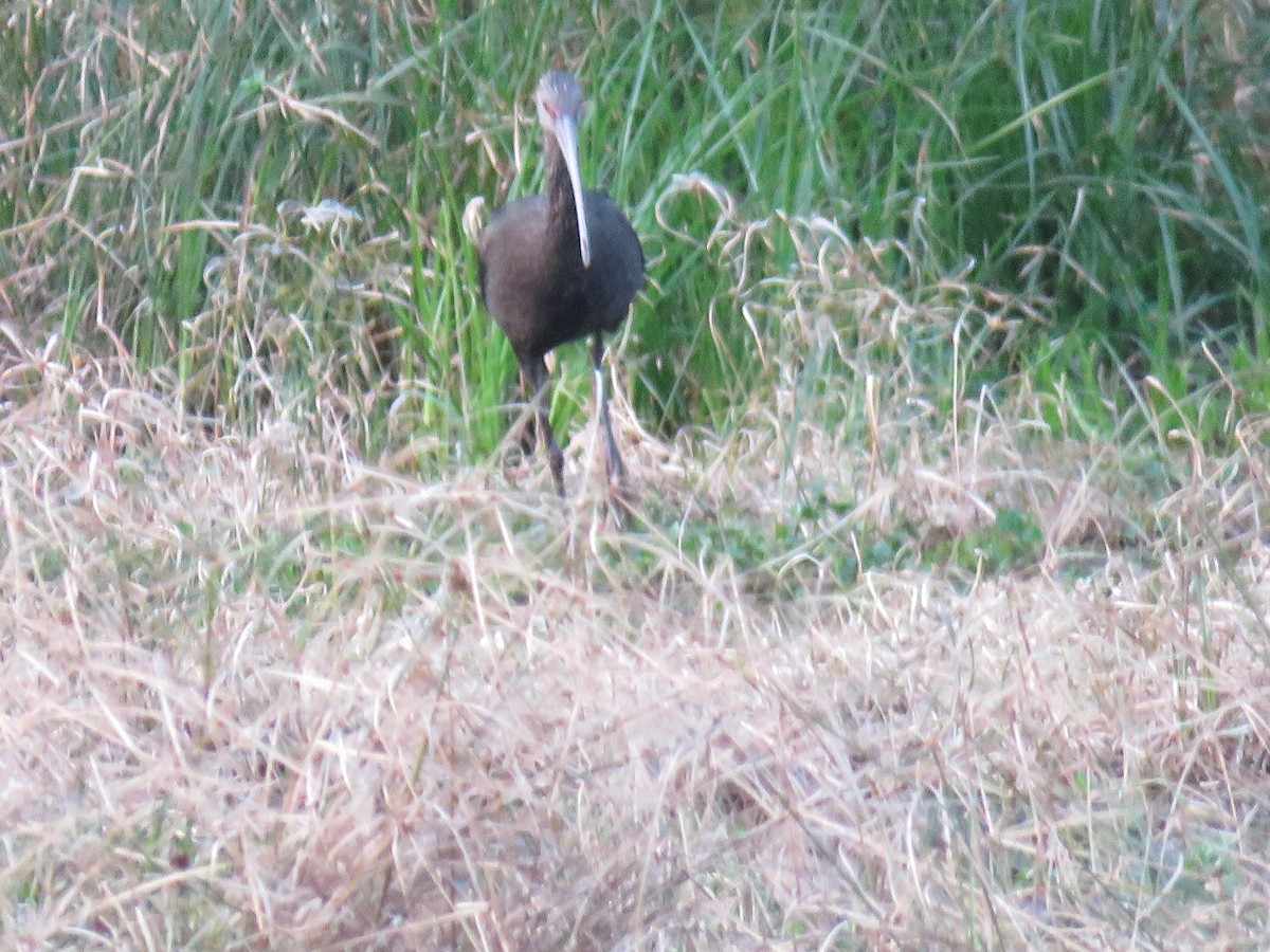 White-faced Ibis - ML619537770