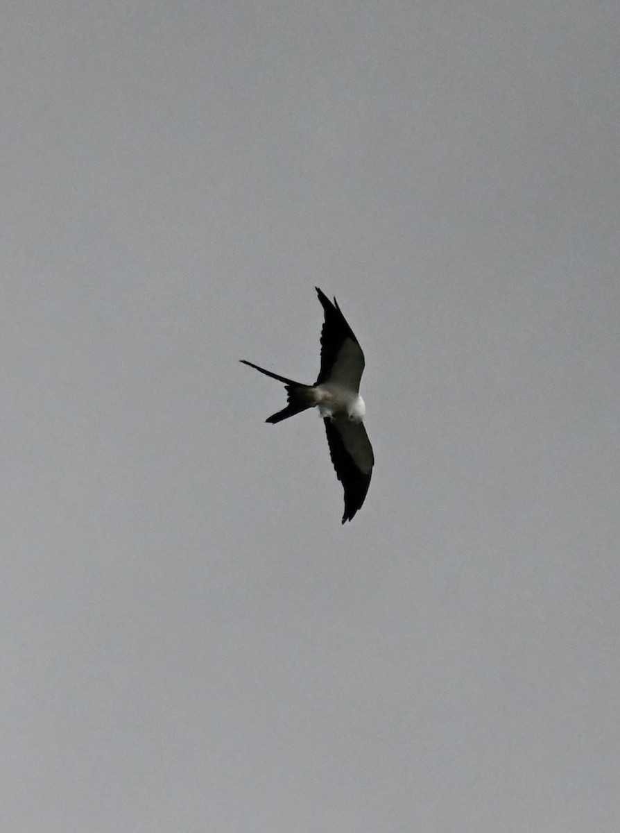 Swallow-tailed Kite - Nancy Blaze