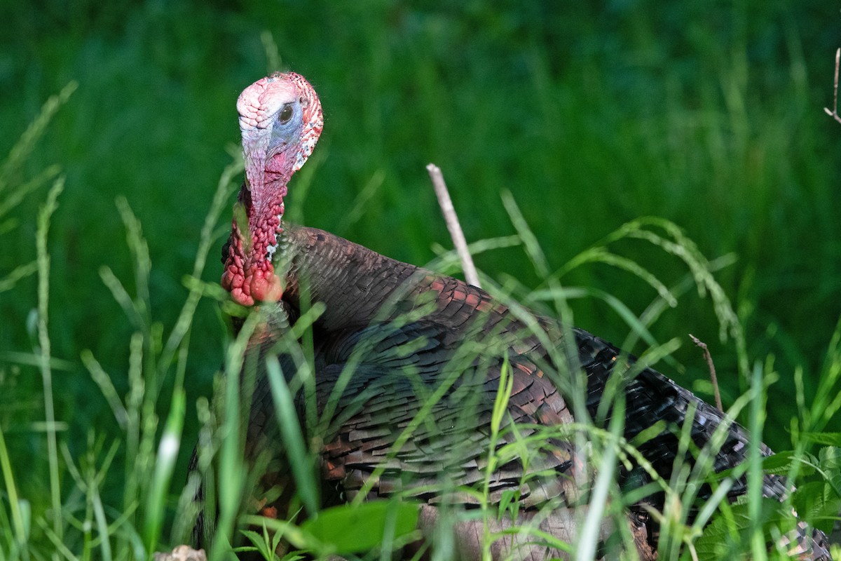 Wild Turkey - ML619537787