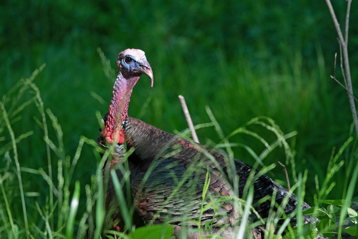 Wild Turkey - ML619537788