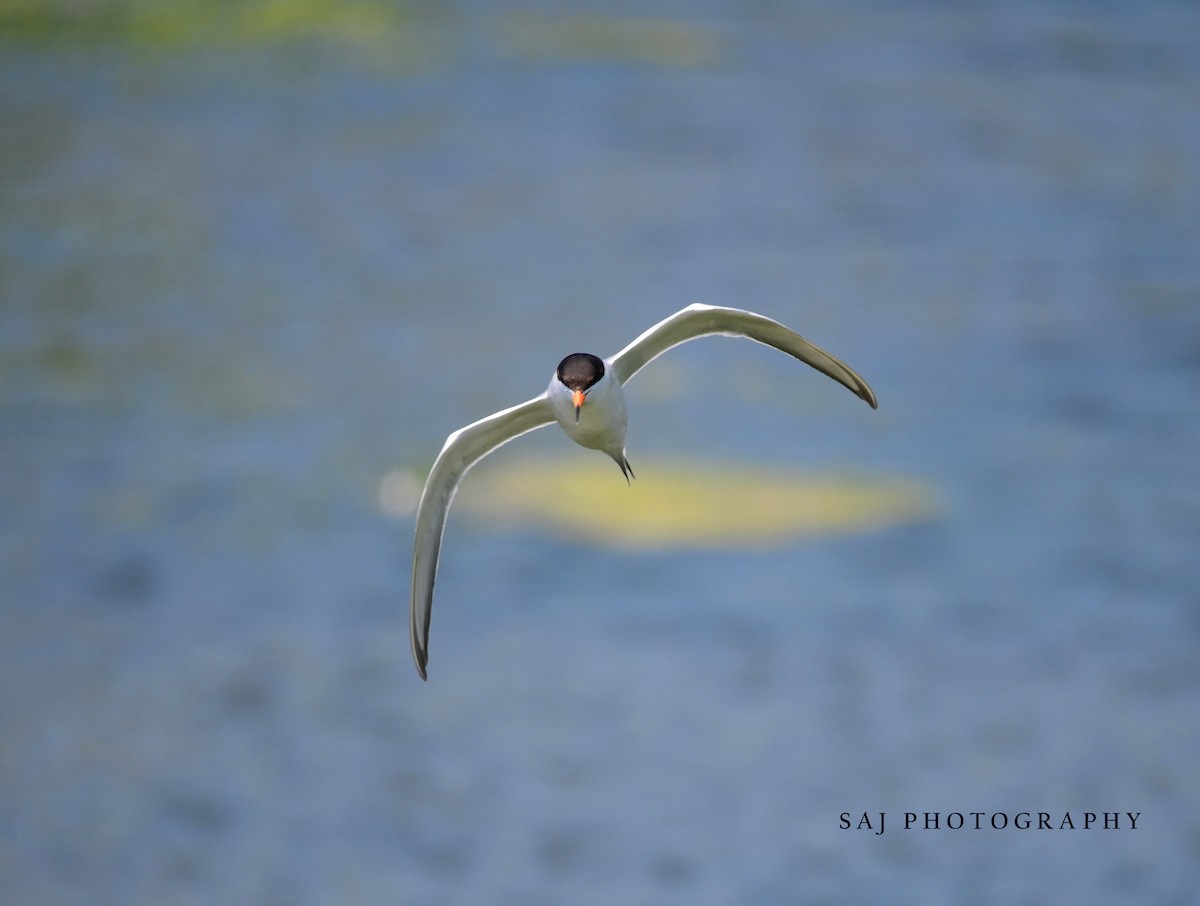 Forster's Tern - Scott Jack