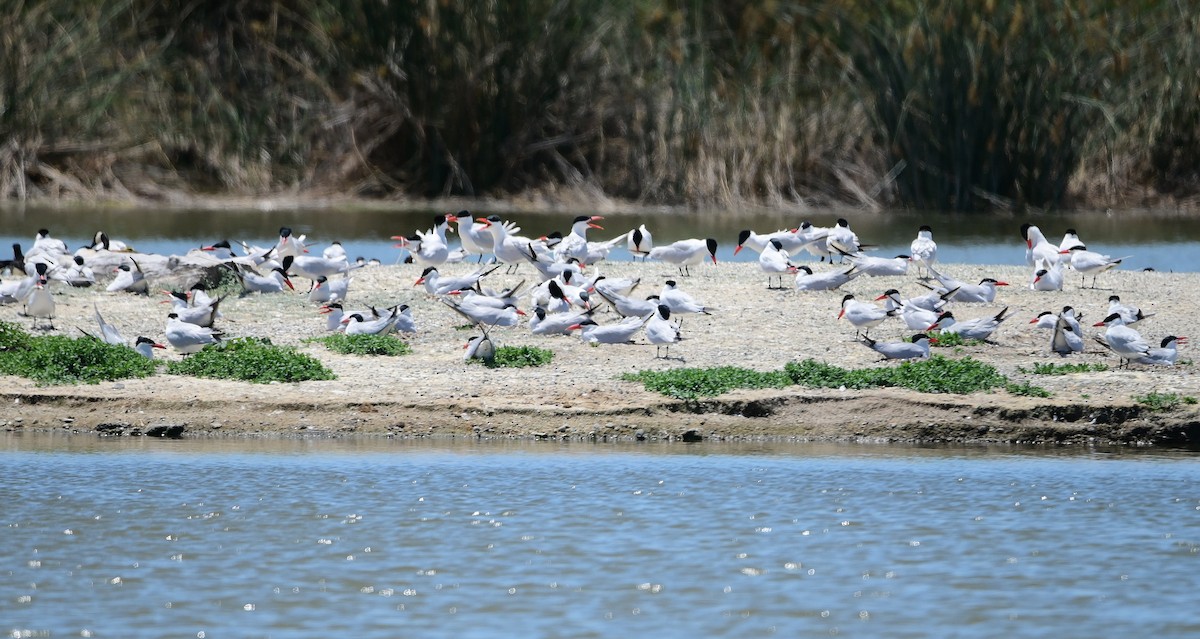 Forster's Tern - Scott Jack