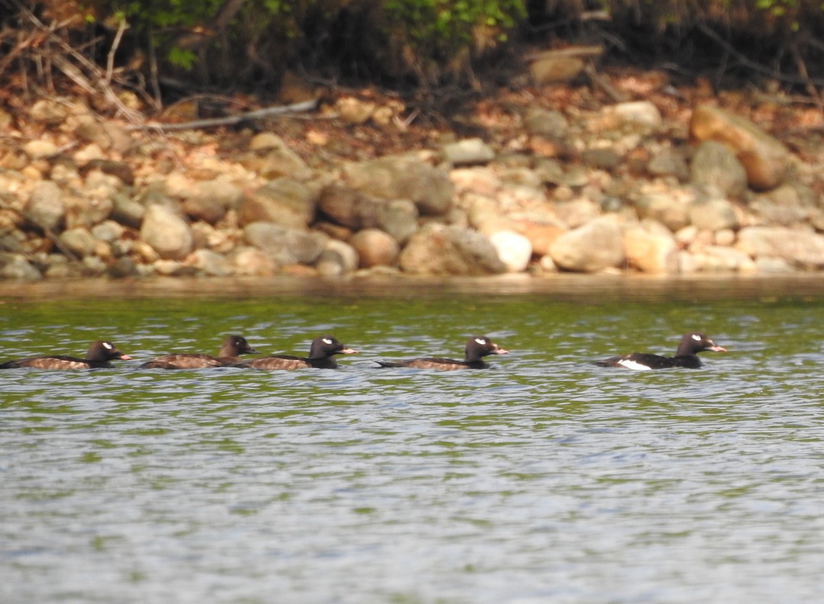 White-winged Scoter - ML619537794