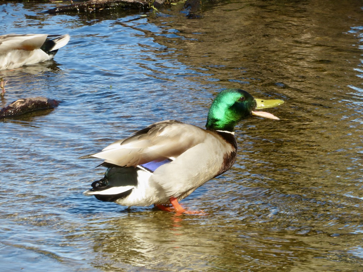 Mallard - Christine Cote