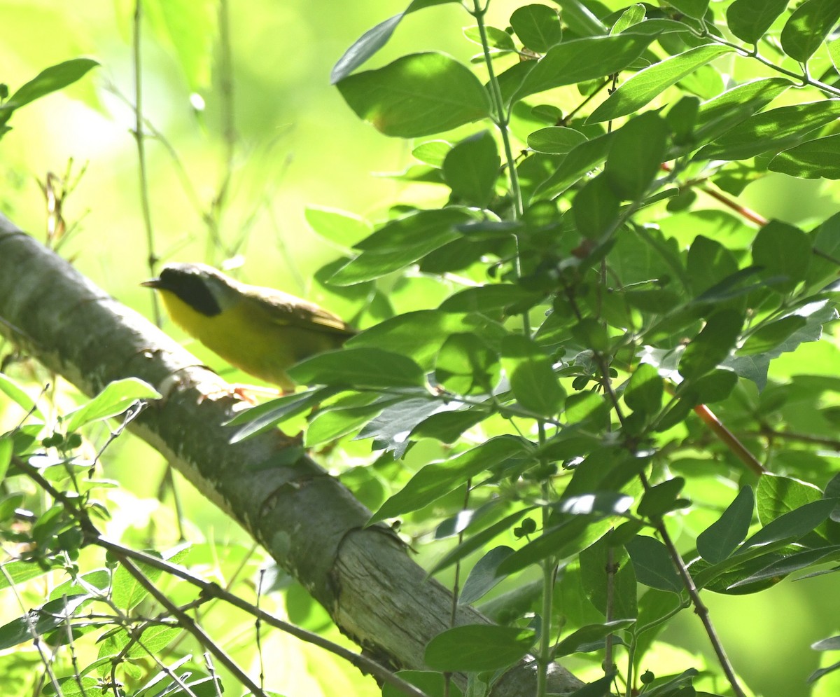 Common Yellowthroat - Steve Drake