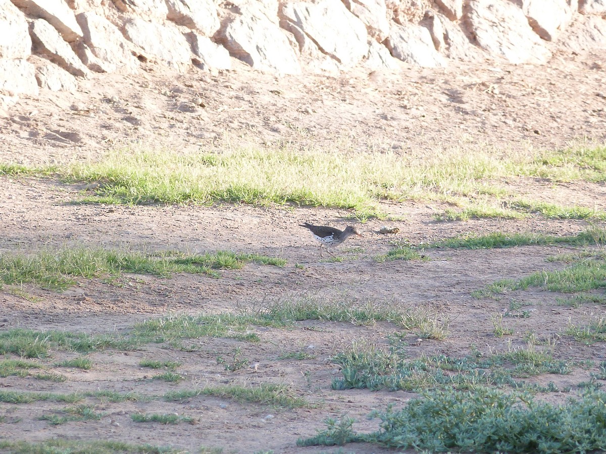 Spotted Sandpiper - John  Kiseda