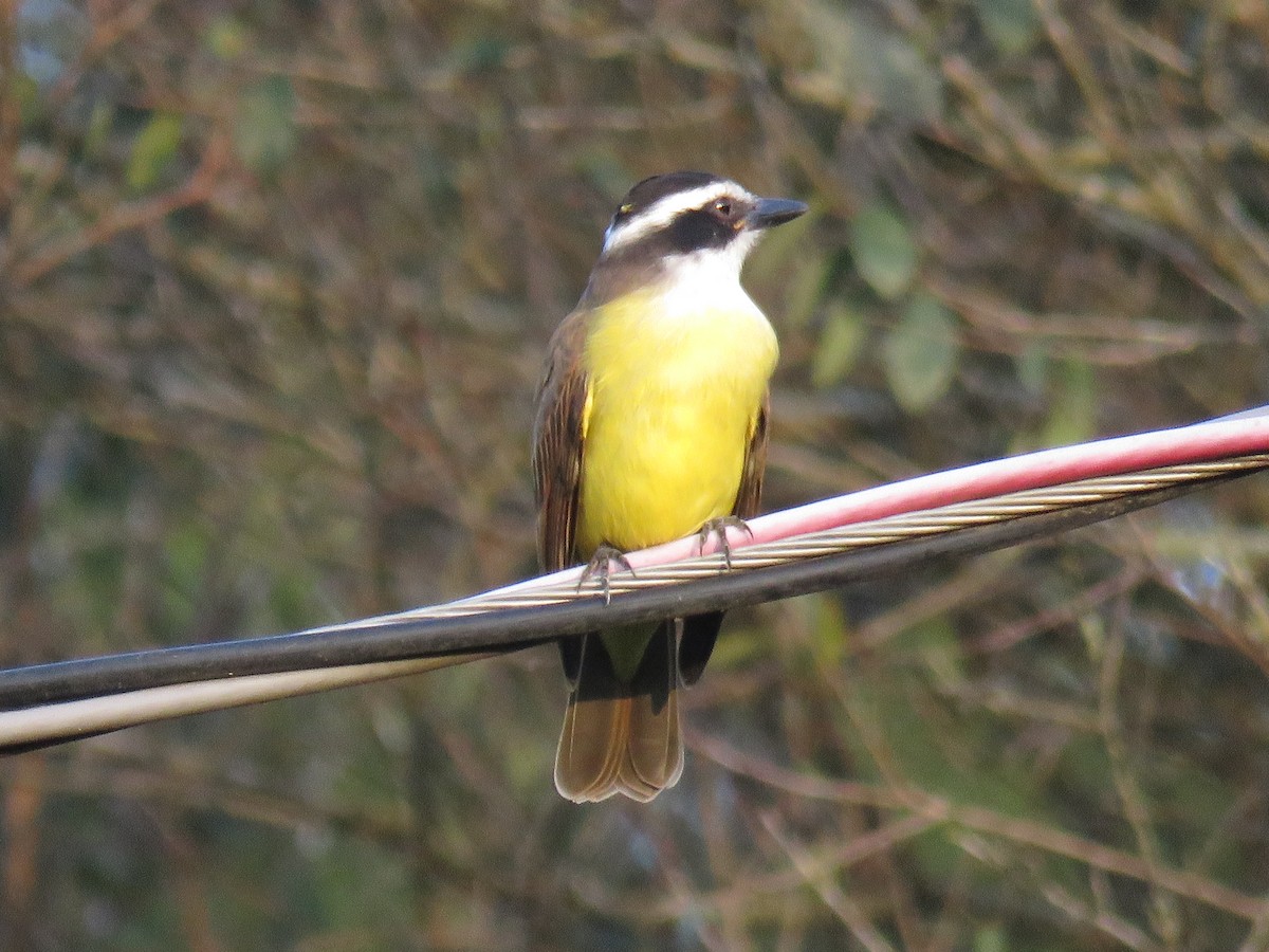 Great Kiskadee - Letícia Matheus Baccarin