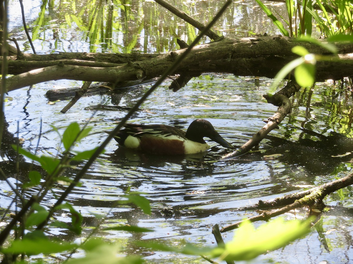 Northern Shoveler - Christine Cote