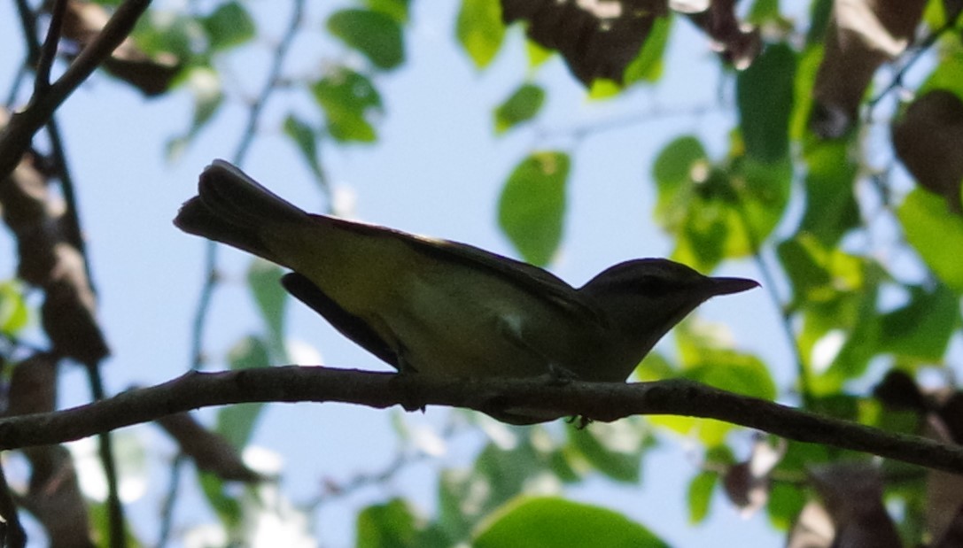 Black-whiskered Vireo - h rudy sawyer