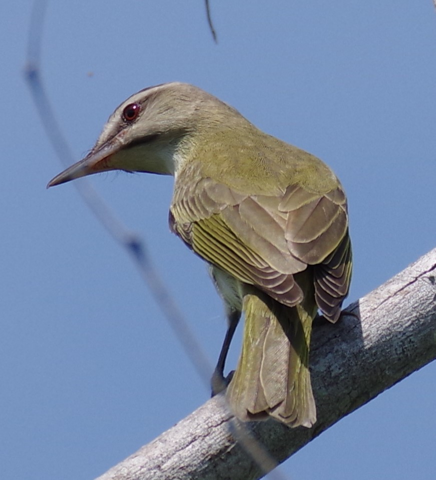 Black-whiskered Vireo - h rudy sawyer