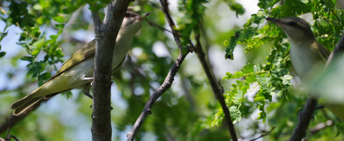 Black-whiskered Vireo - h rudy sawyer