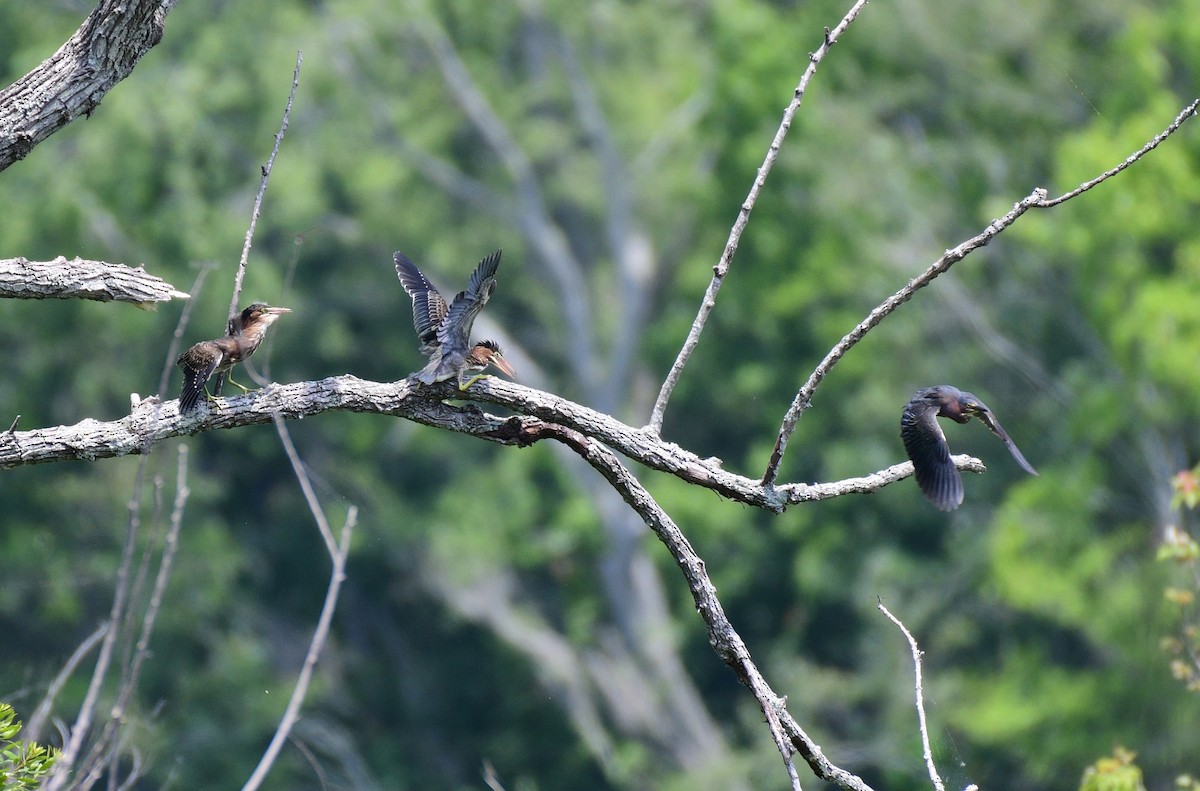 Green Heron - John Becker