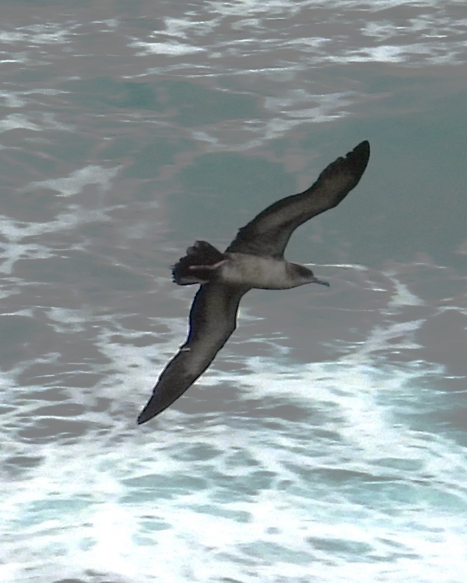 Wedge-tailed Shearwater - Nick Komar