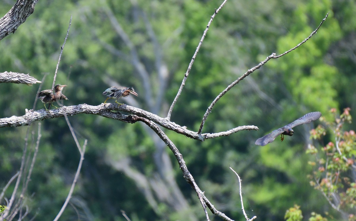 Green Heron - John Becker