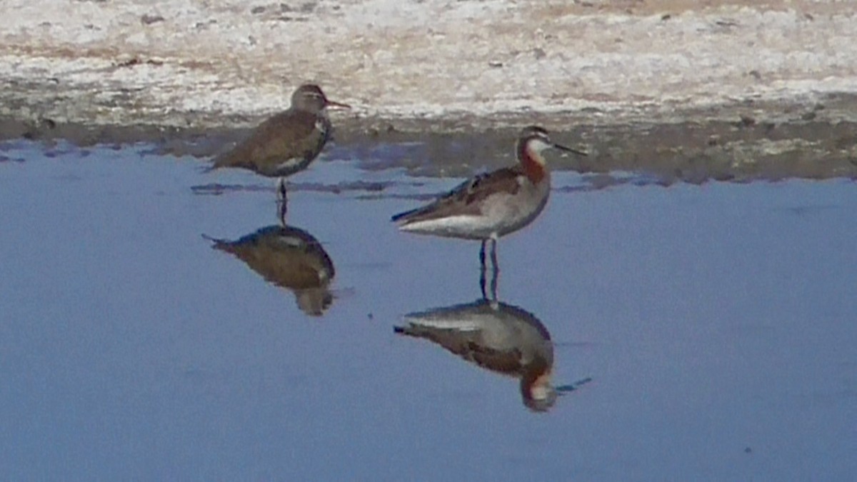 Wilson's Phalarope - Bernard Morris