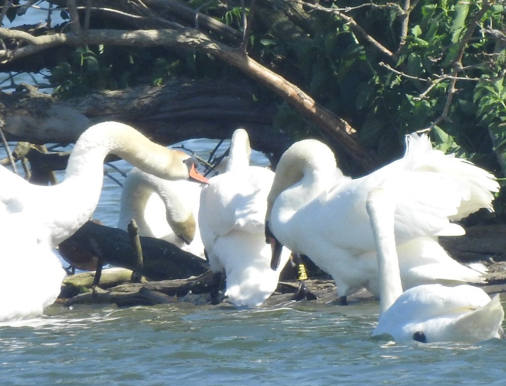 Cygne tuberculé - ML619537824