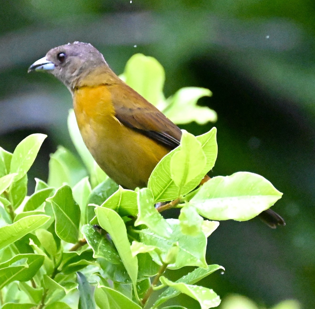 Scarlet-rumped Tanager - Nancy Blaze