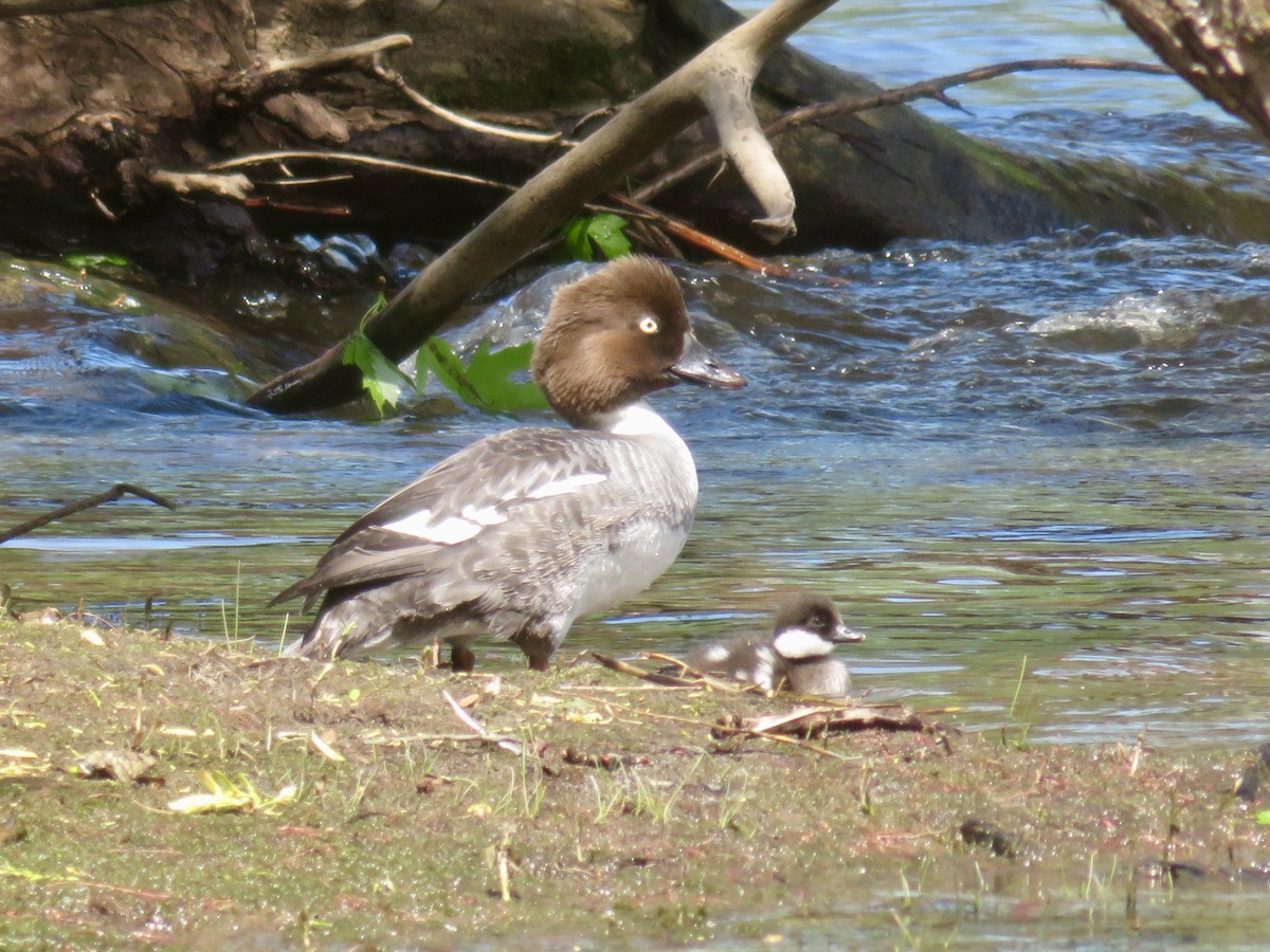 Common Goldeneye - Christine Cote