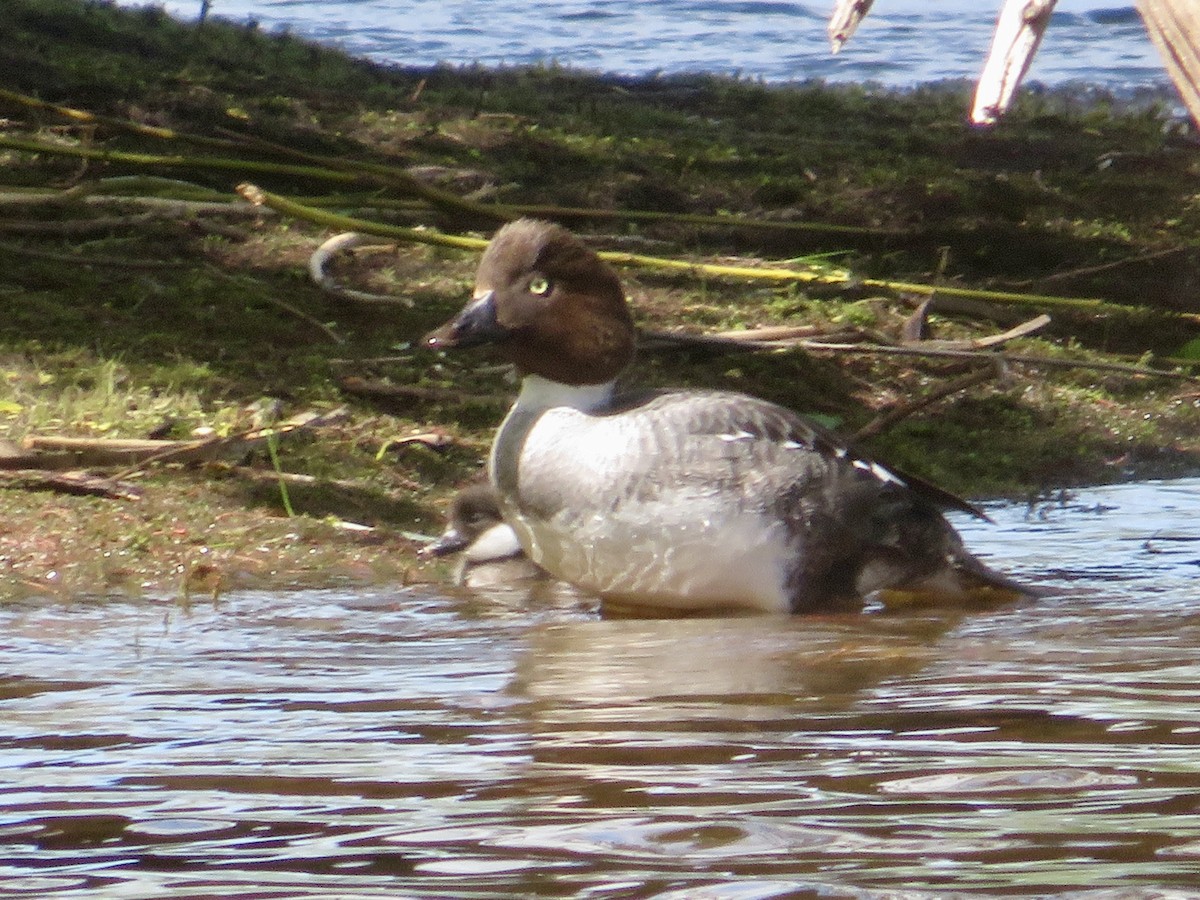 Common Goldeneye - ML619537829