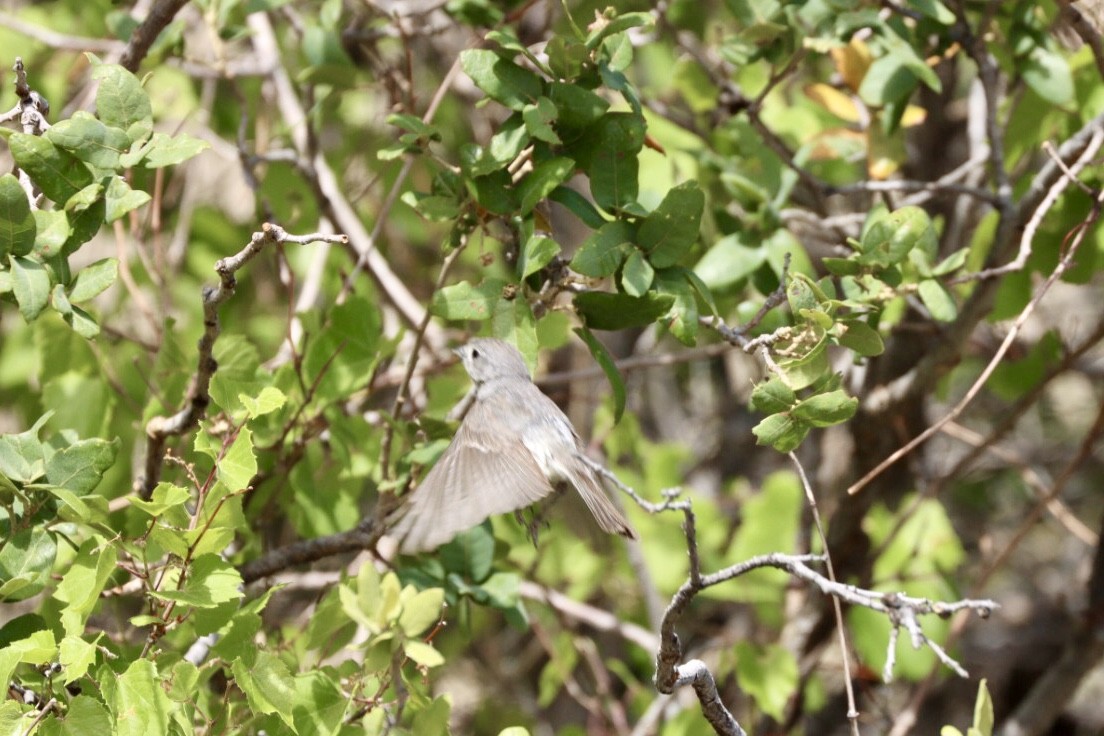 Gray Vireo - Ron Bussian