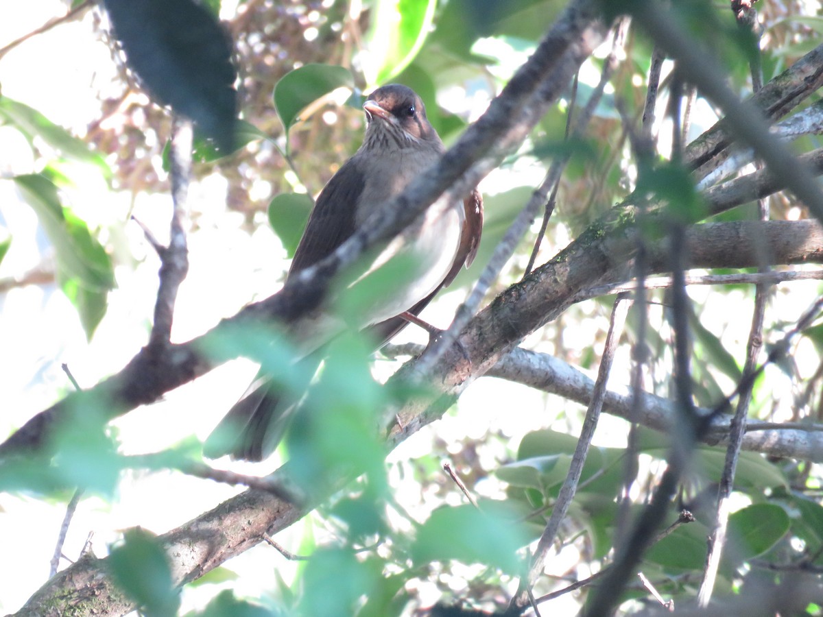 Creamy-bellied Thrush - Letícia Matheus Baccarin