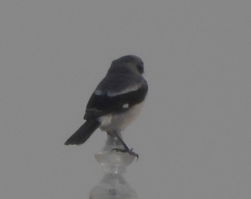 Loggerhead Shrike - Pamela Goolsby