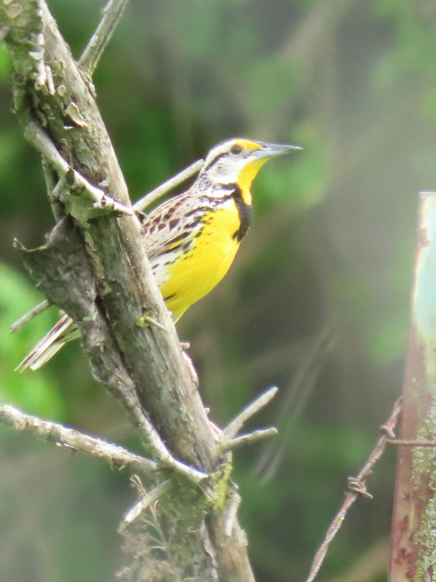 Eastern Meadowlark - Davida Kalina