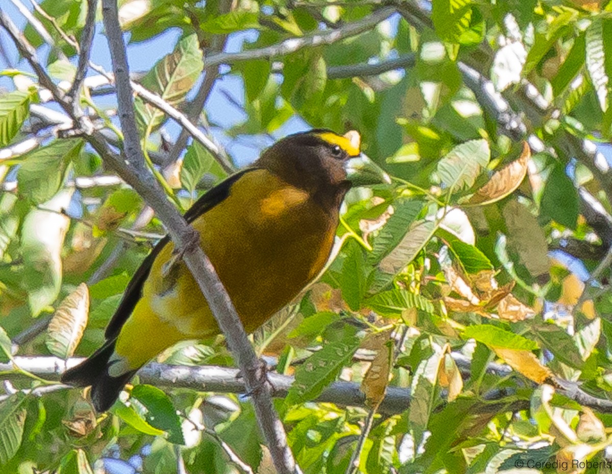 Evening Grosbeak - Ceredig  Roberts