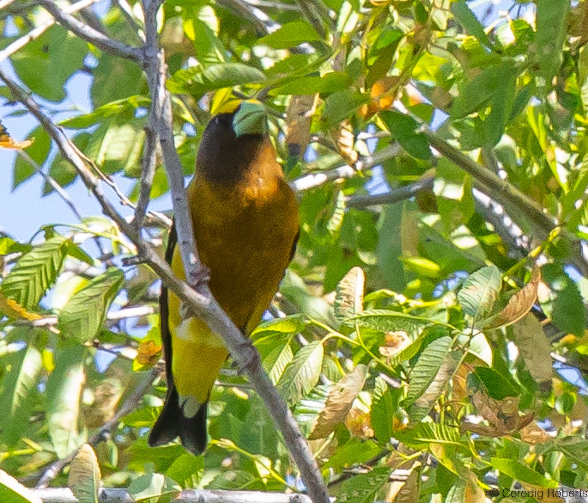 Evening Grosbeak - Ceredig  Roberts