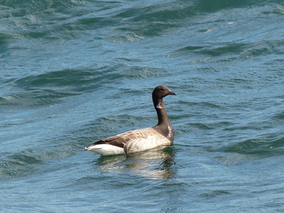 Brant - ML619537845