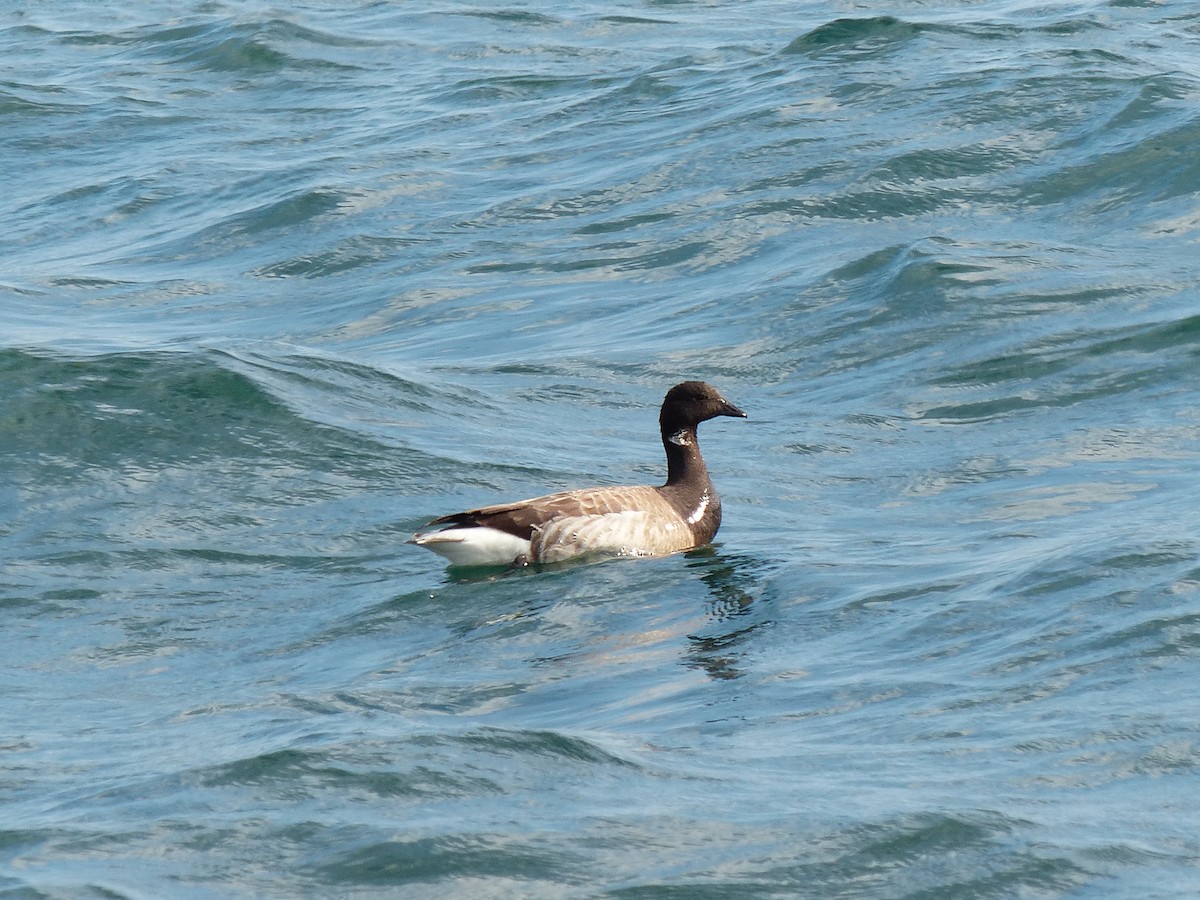 Brant - ML619537846