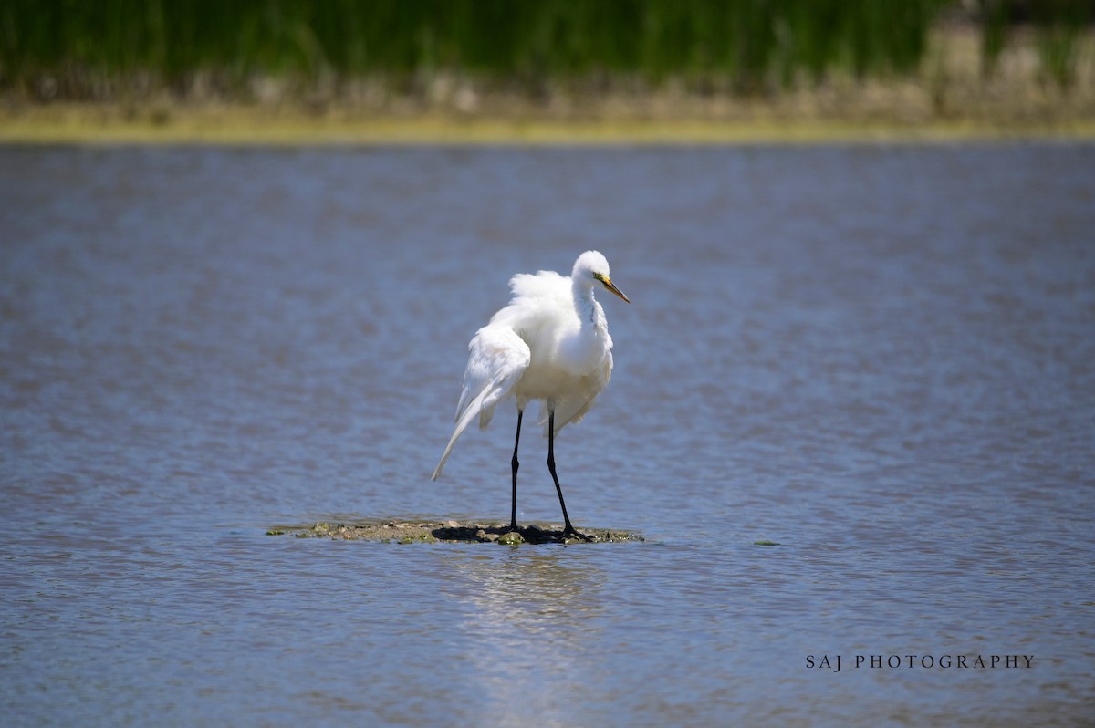 Great Egret - Scott Jack