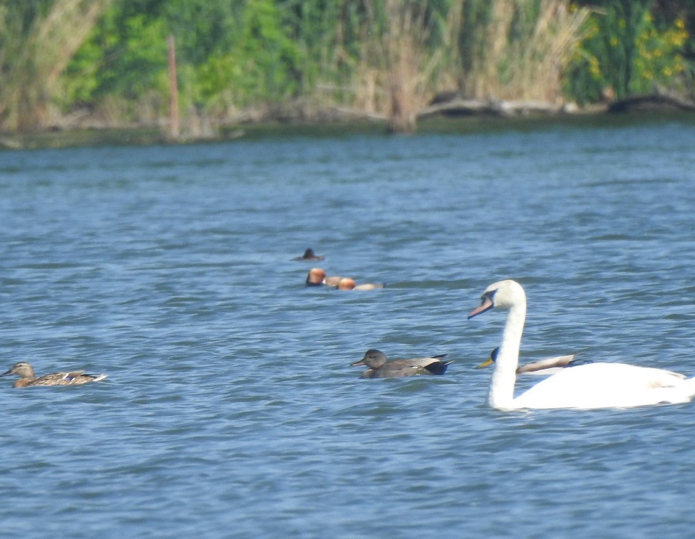 Canard chipeau - ML619537852