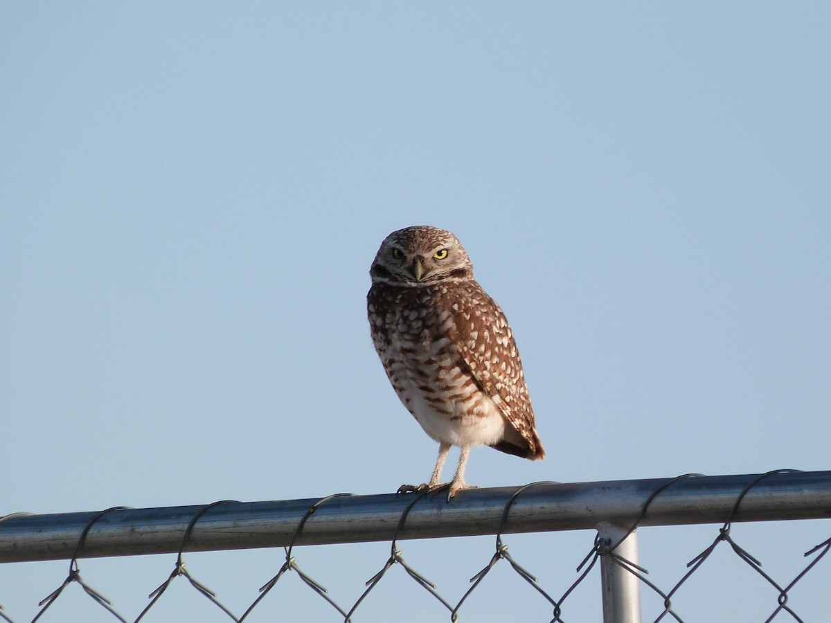 Burrowing Owl - John  Kiseda