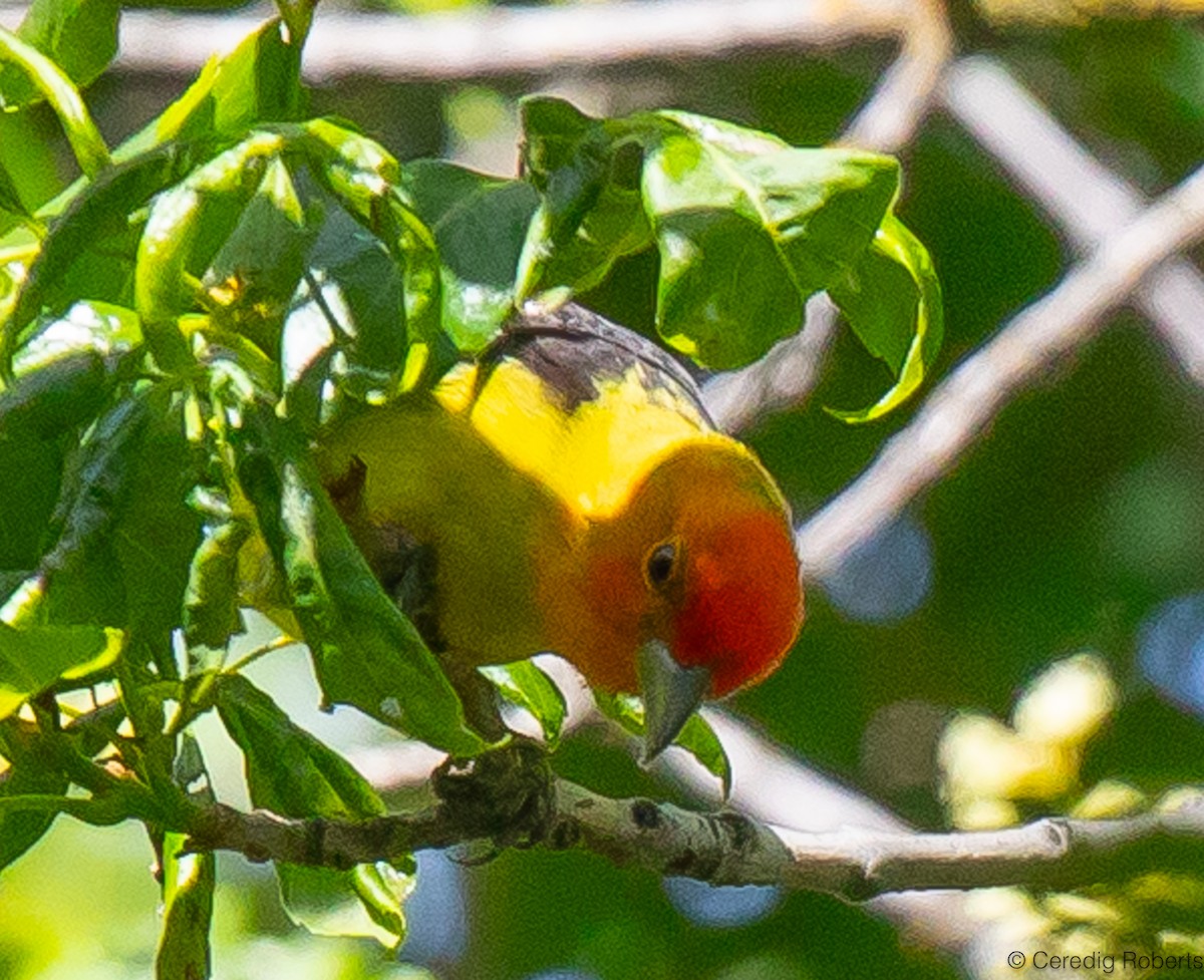 Western Tanager - Ceredig  Roberts