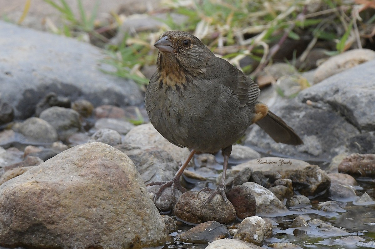 California Towhee - Catherine Zinsky