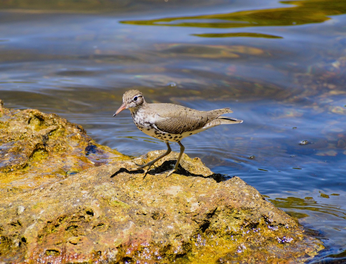 Spotted Sandpiper - Vicki Bachner