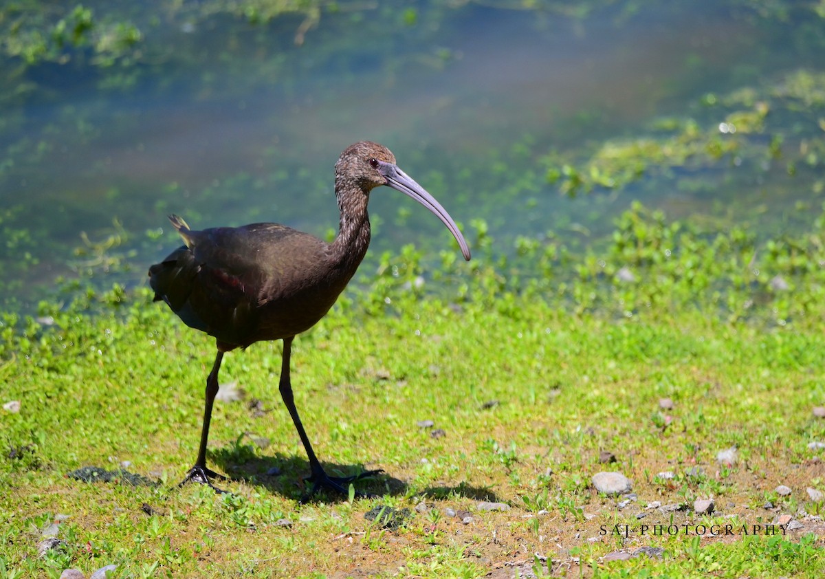 White-faced Ibis - Scott Jack