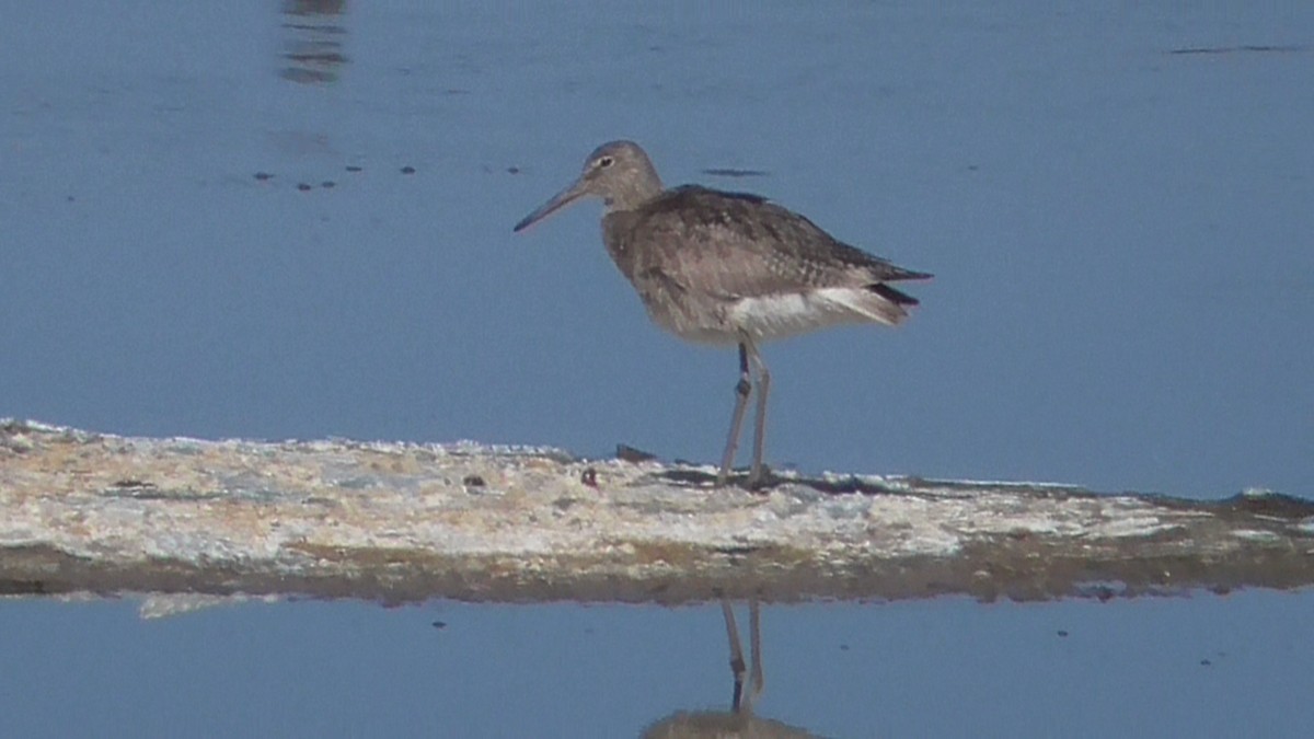 Willet - Bernard Morris