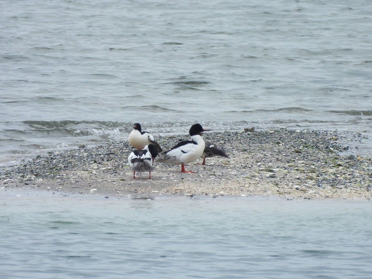 Common Merganser - ML619537862