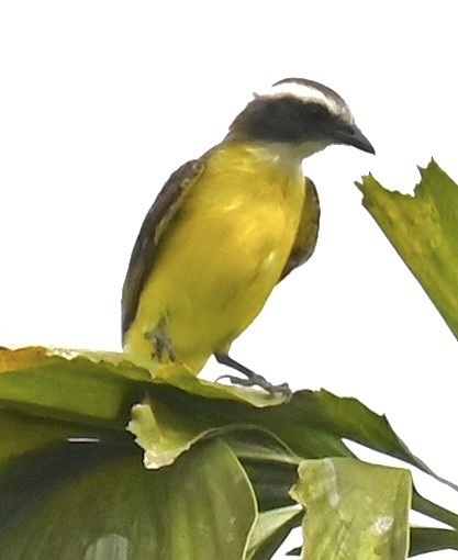 Social Flycatcher - ML619537863