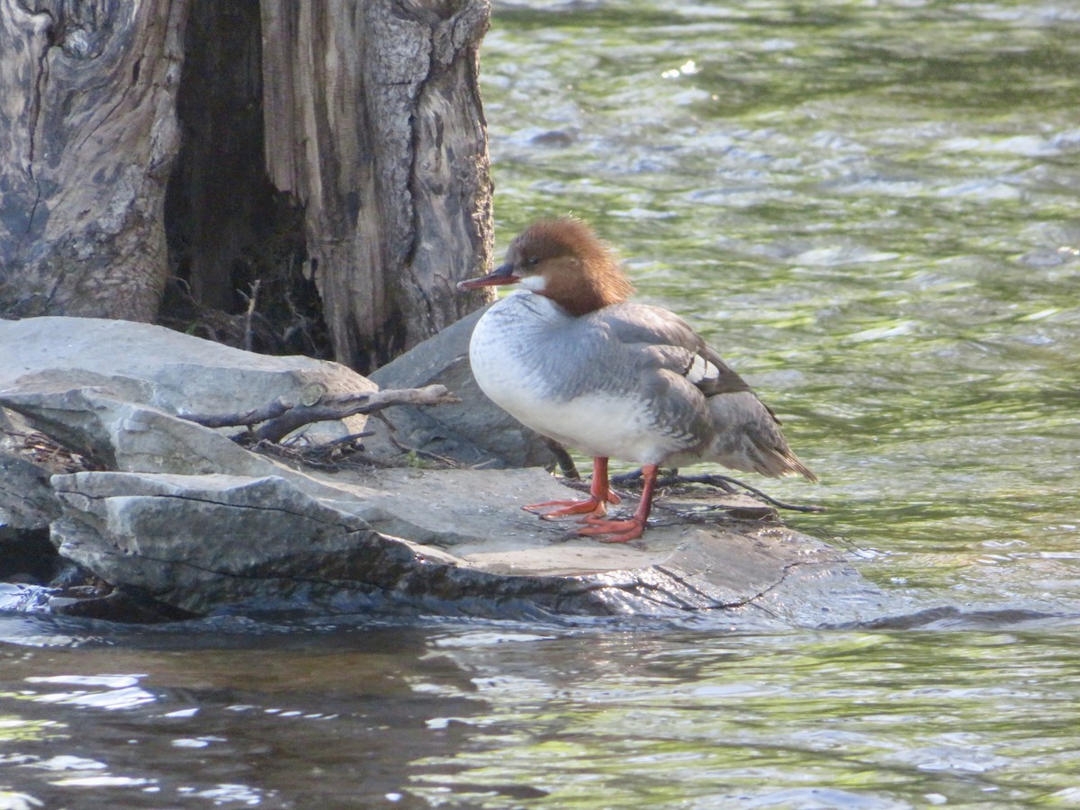 Common Merganser - Christine Cote