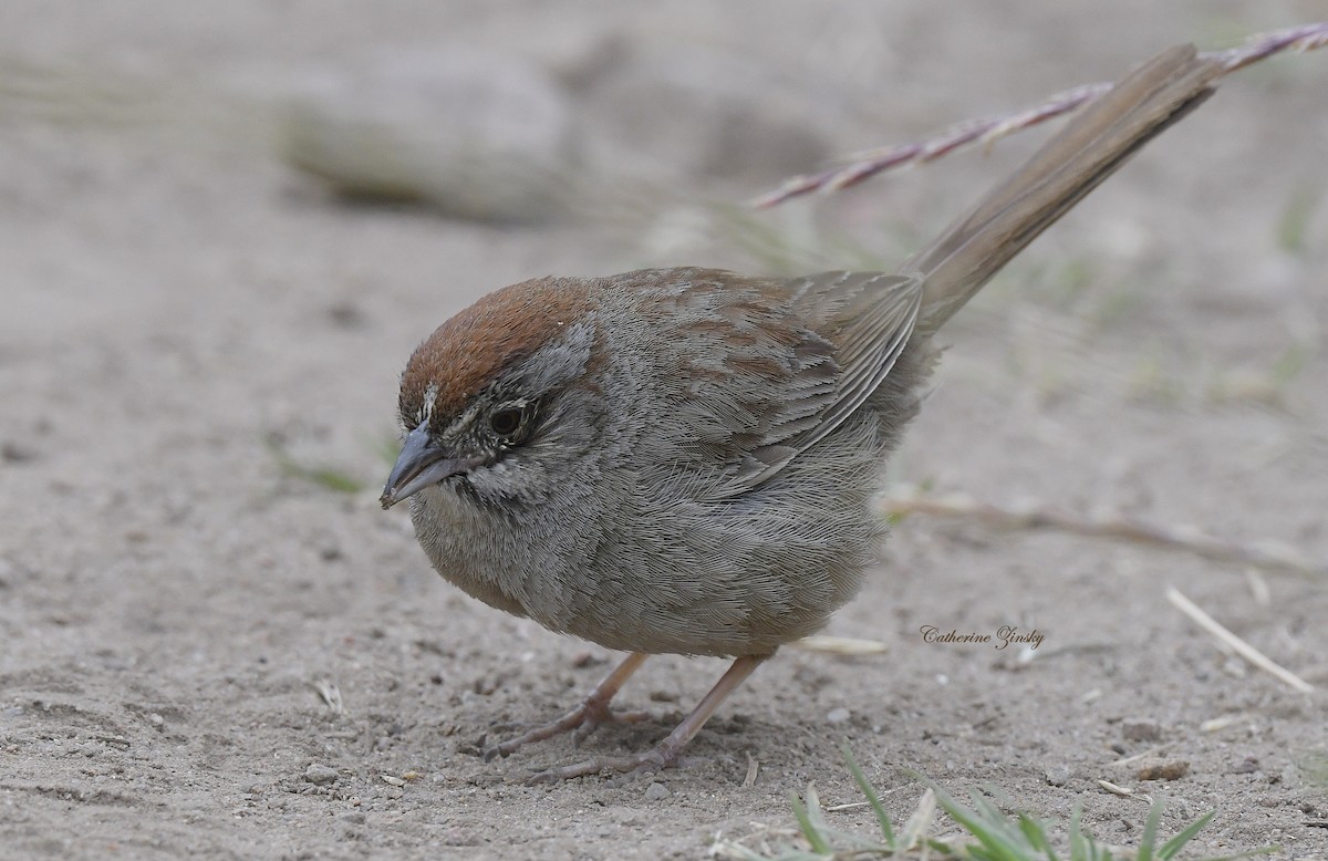 Rufous-crowned Sparrow - Catherine Zinsky