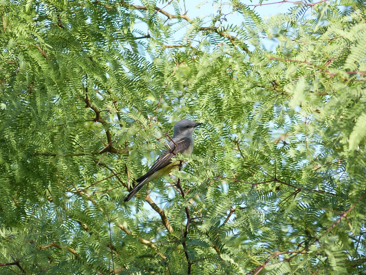 Western Kingbird - John  Kiseda