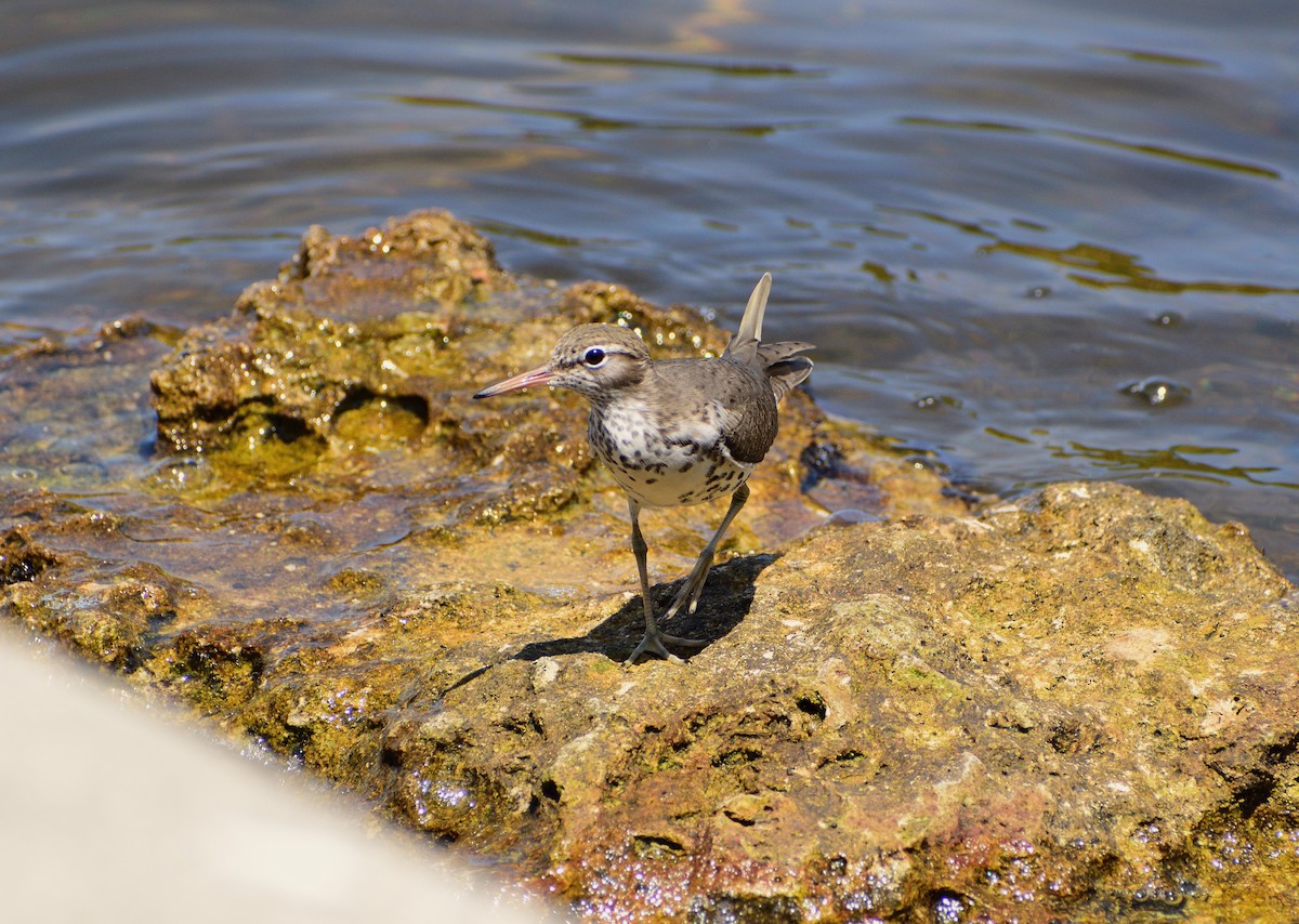 Spotted Sandpiper - Vicki Bachner