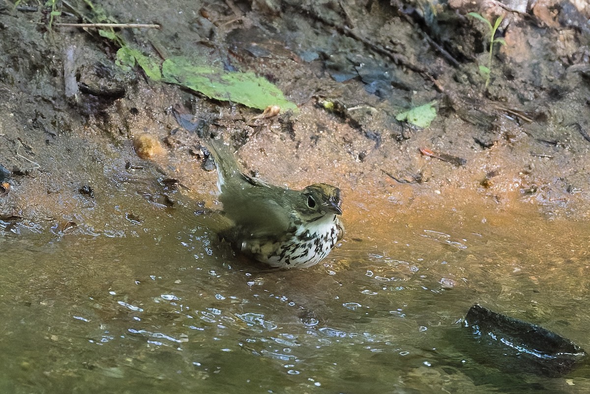 Ovenbird - David Eberly