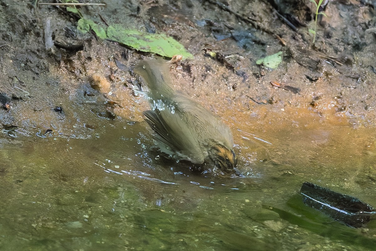 Ovenbird - David Eberly