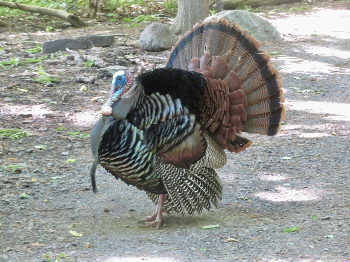 Wild Turkey - Christine Cote